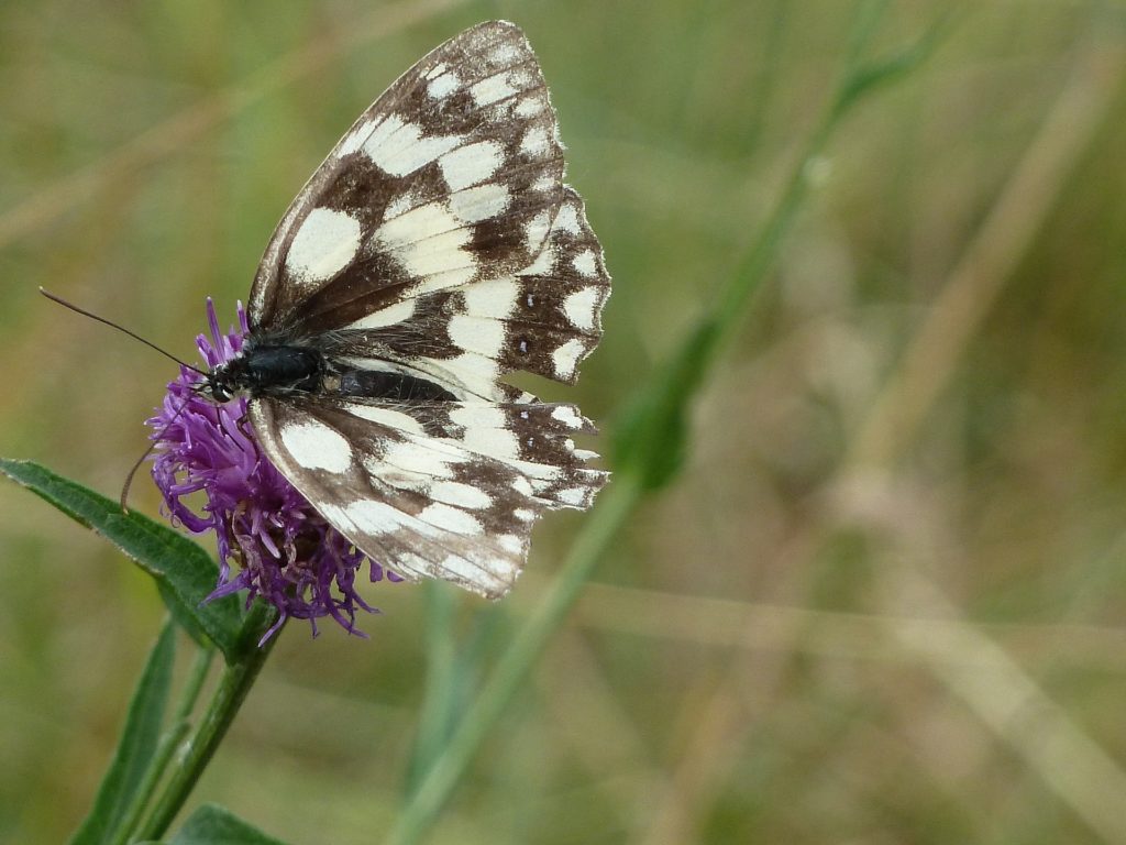 Dieses Bild hat ein leeres Alt-Attribut. Der Dateiname ist checkered-butterfly-607795_1920-1024x768.jpg